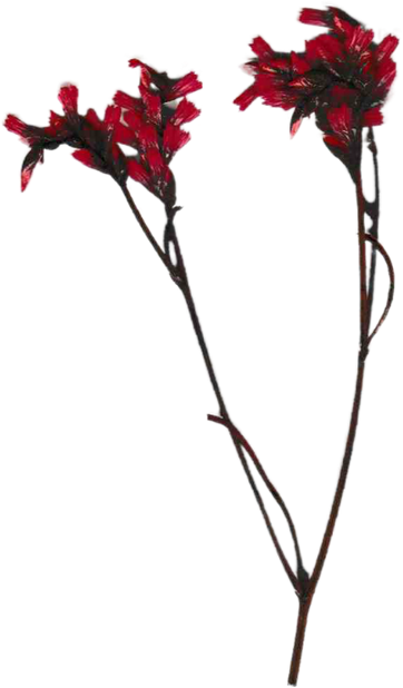 Thanksgiving Collage Element