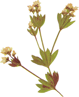 Flower Plant Texture